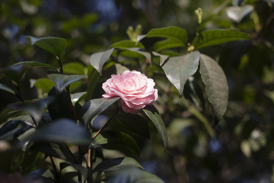 千层茶花