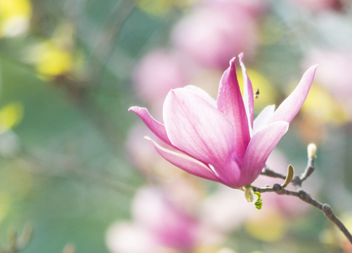 玉兰花特写