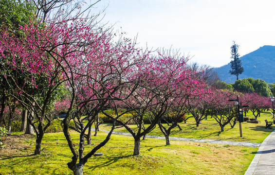 余杭超山梅花