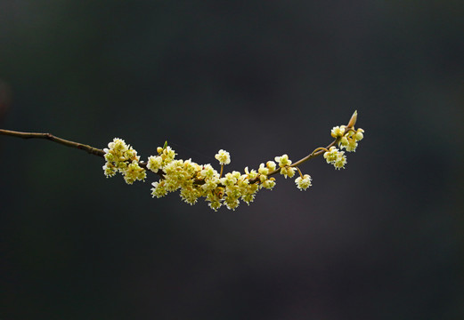 木姜子花枝