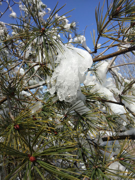 雪松