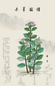 澤蘭