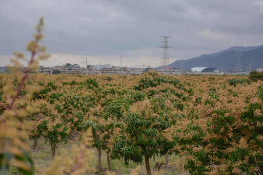 芒果花