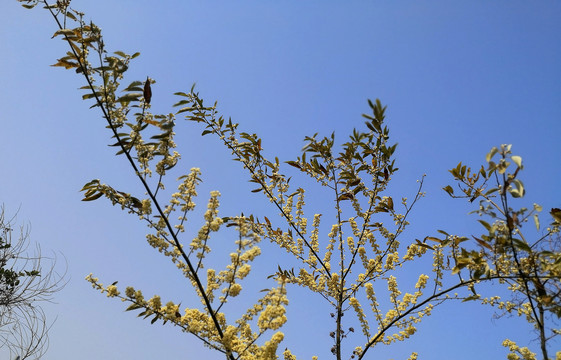 山鸡椒