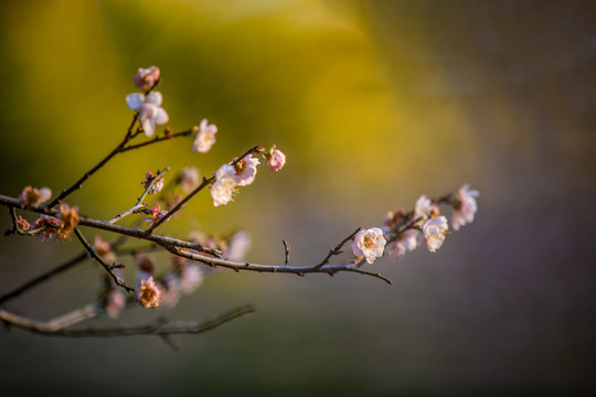 中山市树木园梅花