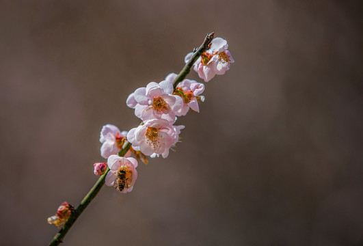 中山市树木园梅花