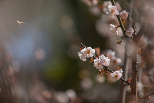 中山市树木园梅花