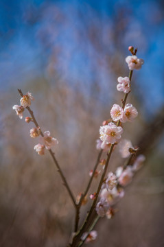 梅花