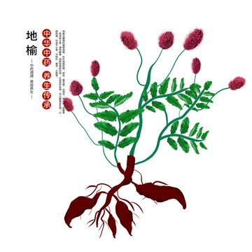 地榆