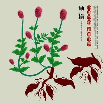 豬人參