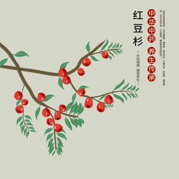 紅豆杉