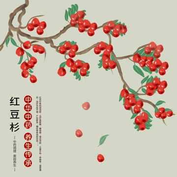 紅豆杉