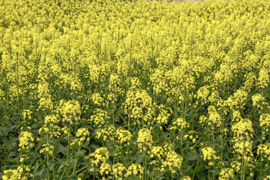 春天乡村美丽的油菜花