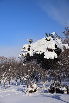 雪景