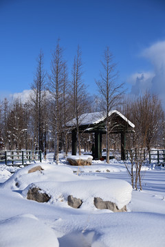 雪景