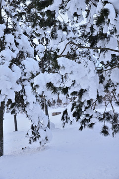 雪景