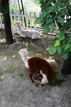 哺乳動物羊駝草泥馬