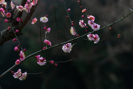 武汉东湖梅园盛开的梅花