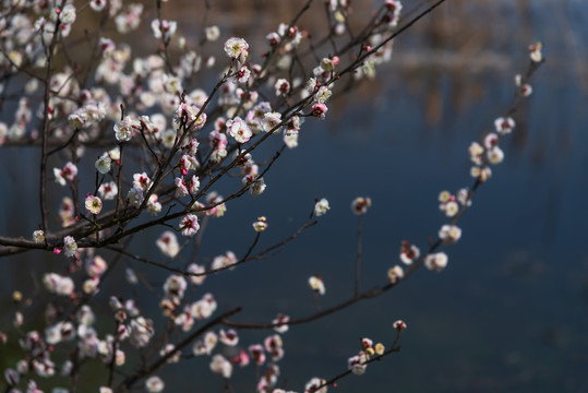 武汉汤湖公园盛开的梅花