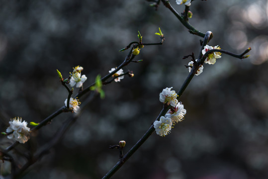 武汉东湖梅园盛开的梅花