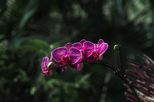 武汉东湖植物园的蝴蝶兰