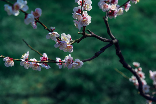 武汉东湖梅园盛开的梅花