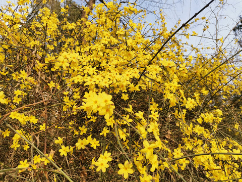 迎春花