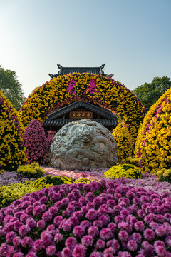 南宁青秀山菊花菊花展