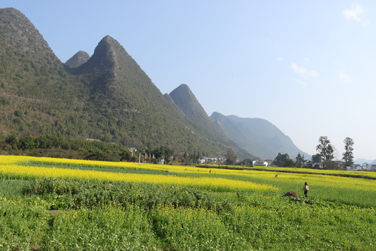 万峰林油菜花田