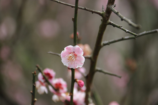 梅花