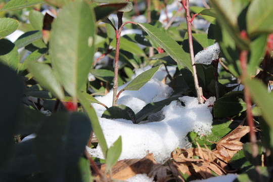 绿叶中的积雪