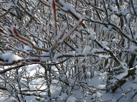 雪域迷踪