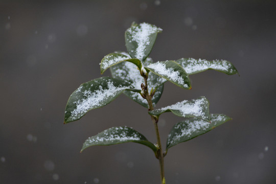 雪中的桂花枝