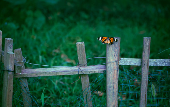 栅栏蝴蝶