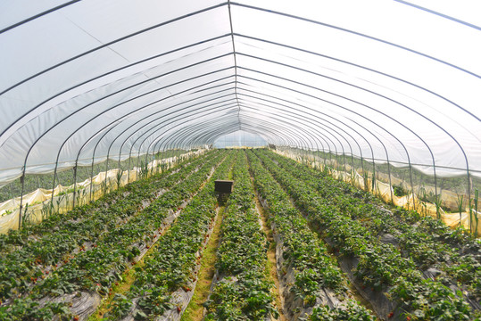 草莓种植基地采摘园温室大棚内景