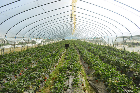 草莓种植基地采摘园塑料大棚