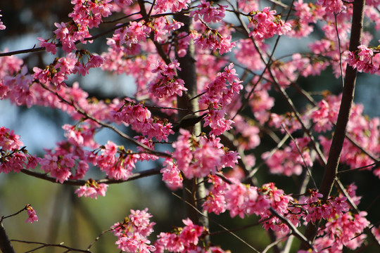 樱花