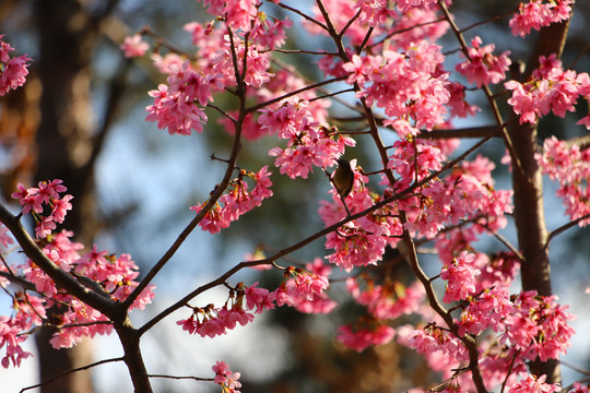 樱花