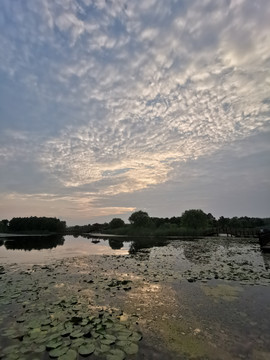 淮安古淮河湿地公园