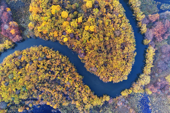扎敦河湿地秋季树丛河湾
