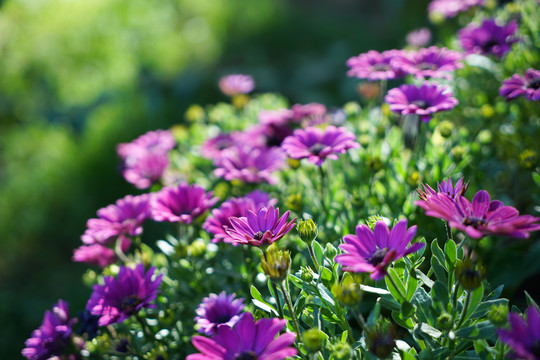 紫色的非洲雏菊花朵花丛