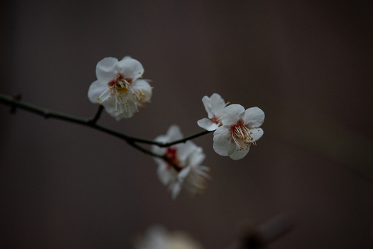 济南千佛山桃花盛开03