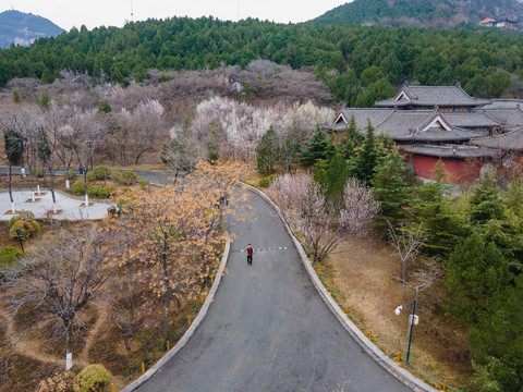 济南千佛山桃花盛开19