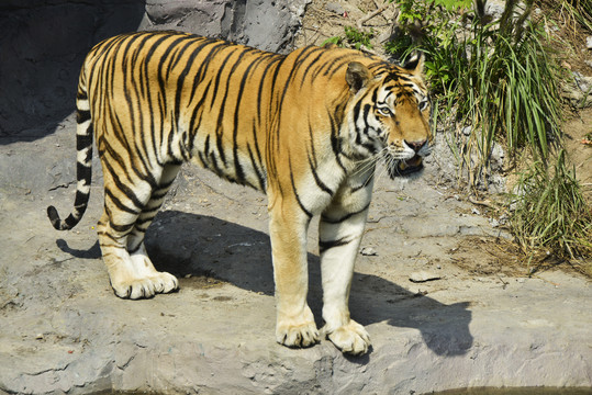 动物园老虎