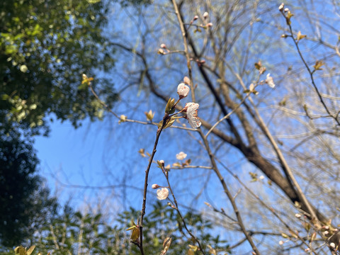 山桃花