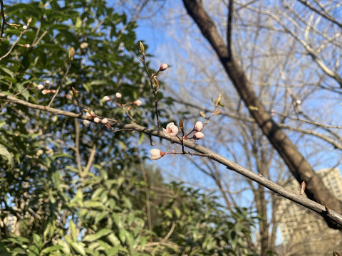 山桃花