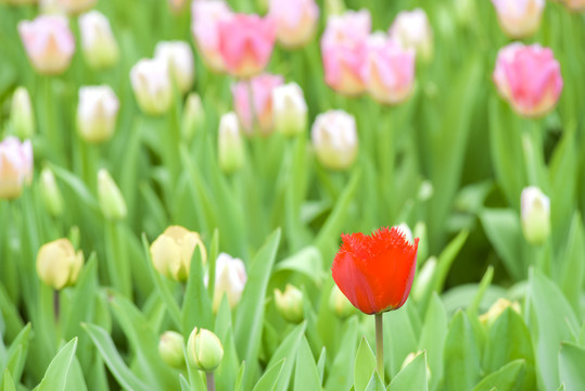 郁金香花