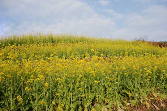 油菜花