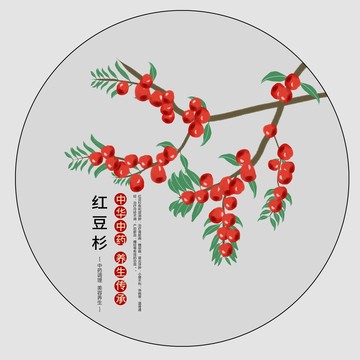 手繪紅豆杉