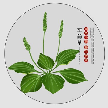 車前草